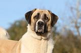 KANGAL 002